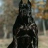 Black power profil fotoğrafı