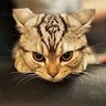 Profilbild von Grunkle Dorkus