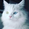 Hama Pshila's profile picture