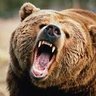 Tenn Bear 🐻's profile picture