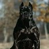 Фото профиля Dexter