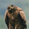 Profilbild von 🇪🇬🦅𝓶𝓸𝓱𝓪𝓶𝓮𝓭🦅🇪🇬