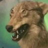 GagyLada's profile picture