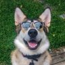 Profilbild von Wolf