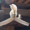 敷島の大和心を問う猫 profil fotoğrafı