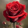 Profilbild von RosesAreRed