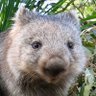 Wombat's profile picture