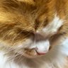かわず's profile picture
