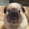 虚無顔モルモット profil fotoğrafı