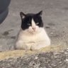 Akira's profile picture