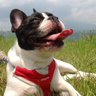 小玉 profil fotoğrafı