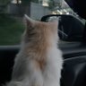 moh jungler profil fotoğrafı