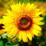 himawari profil fotoğrafı