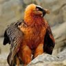 Qperim profil fotoğrafı
