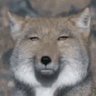 Profilbild von ぽたと