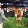TexasFight (77-37-5) profil fotoğrafı