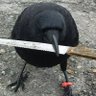 knifewith.cro's profile picture