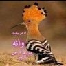 ابو طوفان 的头像