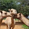 Kasauria profil fotoğrafı