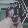 Conan's profile picture