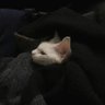 Noodles's profile picture