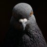 P1geon's profile picture