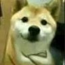 驯服不了的狼's profile picture