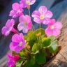 Фото профиля taomer3000