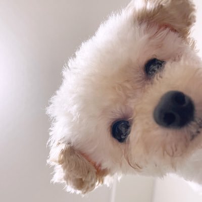 ひつじにこ's profile picture