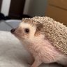 はりり&がぶ🦔@megmilk's profile picture