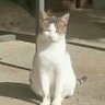 眠り猫's profile picture
