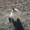 あゆむ profil fotoğrafı
