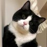 karadenizli's profile picture