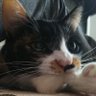 Profilbild von 鴇-toki-