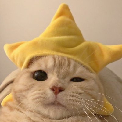 Star Cat 🌟😺|$SC 🌌's profile picture