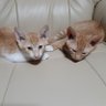 Kimiyo profil fotoğrafı