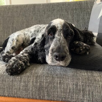 AWeissmann_'s profile picture