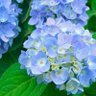 Hydrangea lady🧧🎇🎆's profile picture