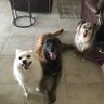 Фото профиля 3 Crazy Pups