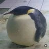 PINGAS profil fotoğrafı