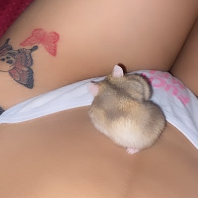 Toyseg's profile picture