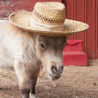 horse's profile picture