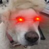 Profilbild von Dogald Trump