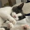 CatmanSweettooth's profile picture