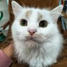 Mamaaa_Rahmaaa 的头像