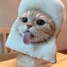 Profilbild von Meme