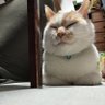 Фото профиля ろっし~