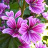 葵 profil fotoğrafı
