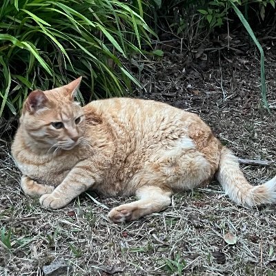 猫キャット's profile picture