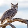 Фото профиля ROB Holladay